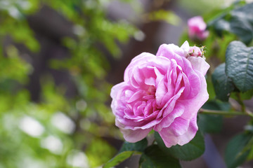Rosa Centifolia (Rose des Peintres) flower closeup