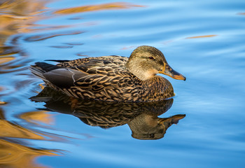 Female Mallard on Blue Water