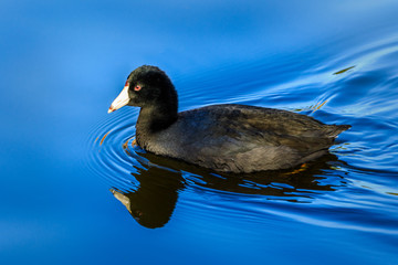 Coot on Blue Water