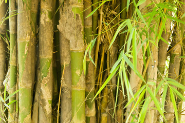 Bambus im Jungle von Thailand