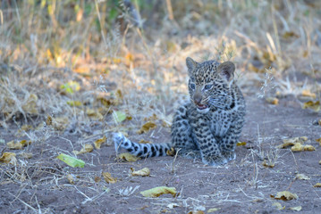 Leopard