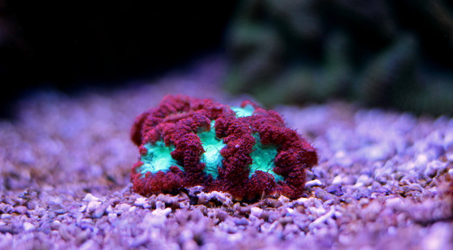 Blastomussa LPS Coral