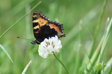 Schmetterling auf Kleeblüte