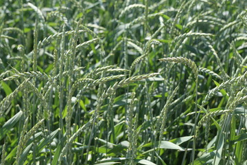 Green ears of corn on the wheat field