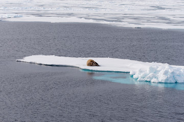 Walrus on ice
