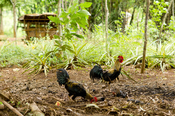 Freilaufende Hühner im Urwald