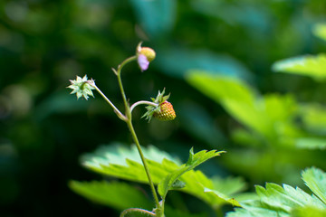 beautiful nature flower in a European Garden