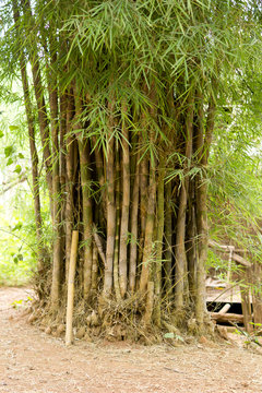 Bambus im Jungle von Thailand