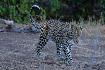 Leopard