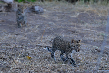 Leopard