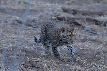 Leopard
