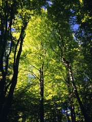 Balade en fôret vosgienne