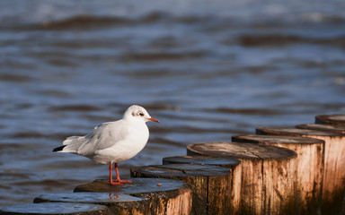 Möve am Meer