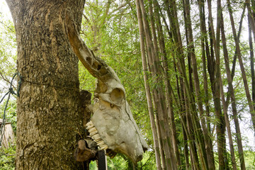 Büffelschädel an Baum 