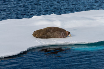 Walrus on ice