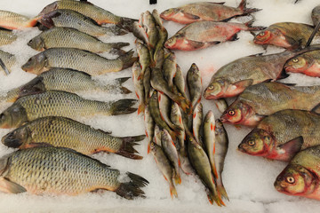 Chilled fish on the ice on a counter. Bbream, carp and perch