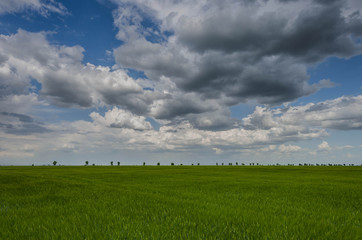 green wheat field and storm clouds