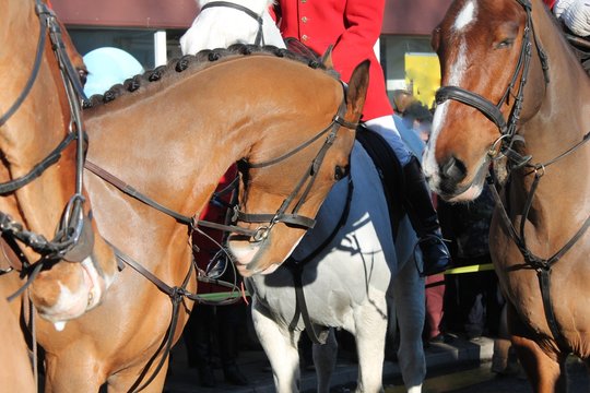 Fox Hunt Start Hounds And Horses With Riders In Red Coats And Jackets At Start Of Hunt Stock, Photo, Photograph, Image, Picture