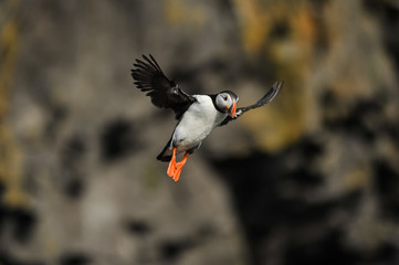 puffin on south of iceland