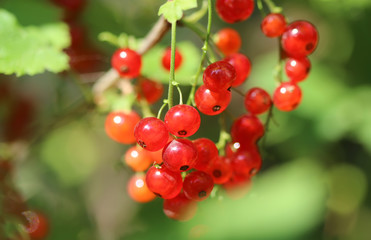 Red currant