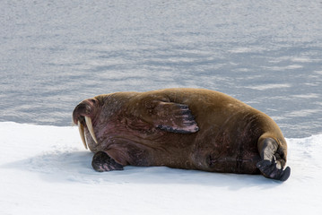Walrus on ice
