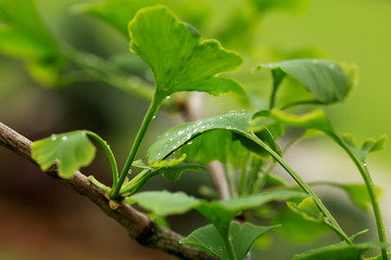 Raindrops close-up on young leaves of Ginkgo Biloba.