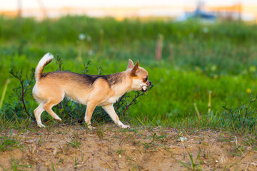 Chihuahua tours the summer evening in nature