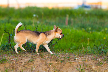 Naklejka na ściany i meble Chihuahua tours the summer evening in nature