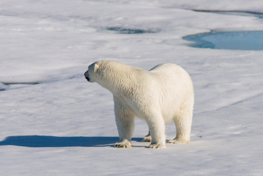 Polar bear on the pack ice