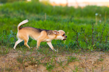 Chihuahua tours the summer evening in nature
