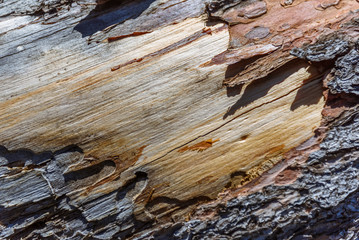 Old wood wooden texture. Peeling bark.