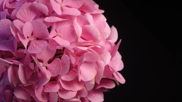 Light pink hydrangea closeup rotation against black background.  4K top view with copy space.
