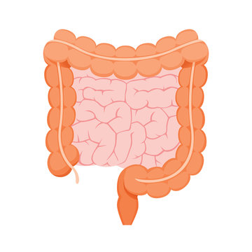Illustration Of Large And Small Human Intestine, Appendix, Internal Organs, Body, Physical, Sickness, Anatomy, Health