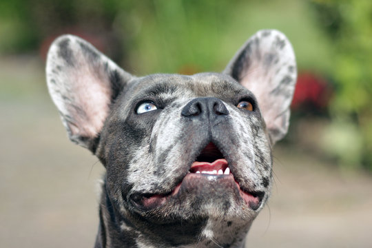 French bulldog 