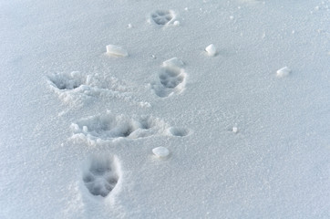A hound footprints