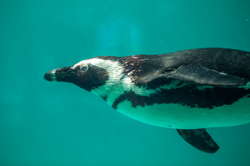 Obraz premium African penguin swims in the water in the Tbilisi zoo, the world of animals