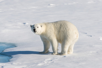 Plakat Polar bear on the pack ice