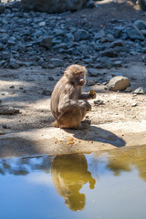 Monkey near the water in the Tbilisi zoo