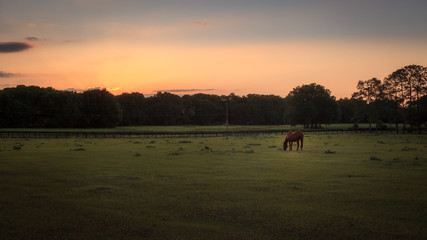 Fototapeta na wymiar Horse in a Green Field Feeding At Sunset