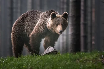 Keuken spatwand met foto Brown bear (Ursus arctos)  © vaclav