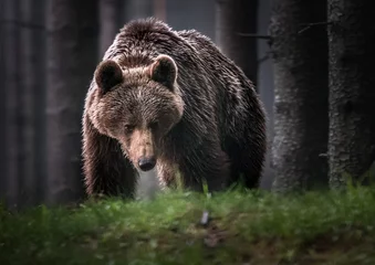 Fotobehang Brown bear (Ursus arctos)  © vaclav