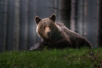 Plakat Brown bear (Ursus arctos) 