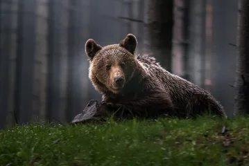 Fototapeten Brown bear (Ursus arctos)  © vaclav