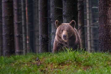 Fototapeta premium Brown bear (Ursus arctos) 