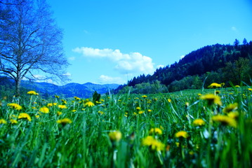 Sommerwiese in den Bergen