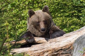 Naklejka premium Brown bear (Ursus arctos) 
