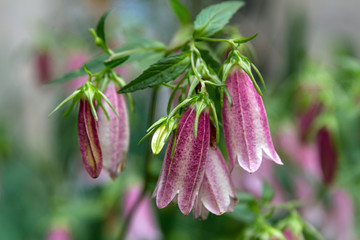 A branch of blossoming lilac bells on a flower bed closeup