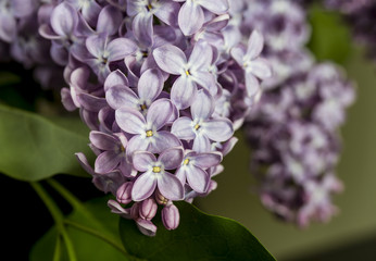 Beautiful Bunch of violet lilac flowers close-up black or green background with some water drops