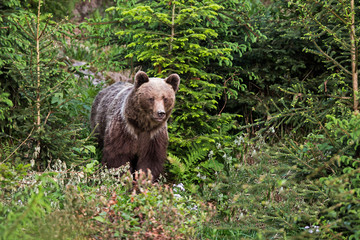 Obraz na płótnie Canvas Brown bear (Ursus arctos) 