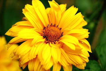fleur jaune 1